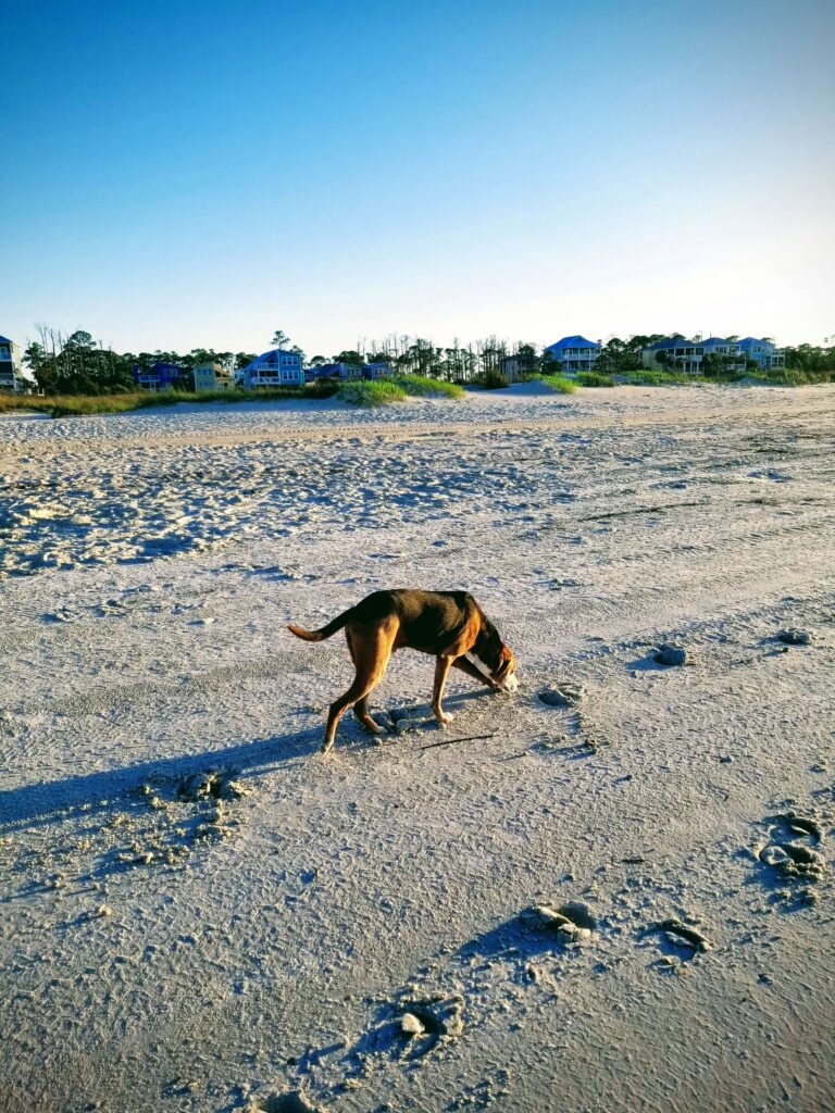 My dog enjoying off leash time at Airbnb in Florida. 