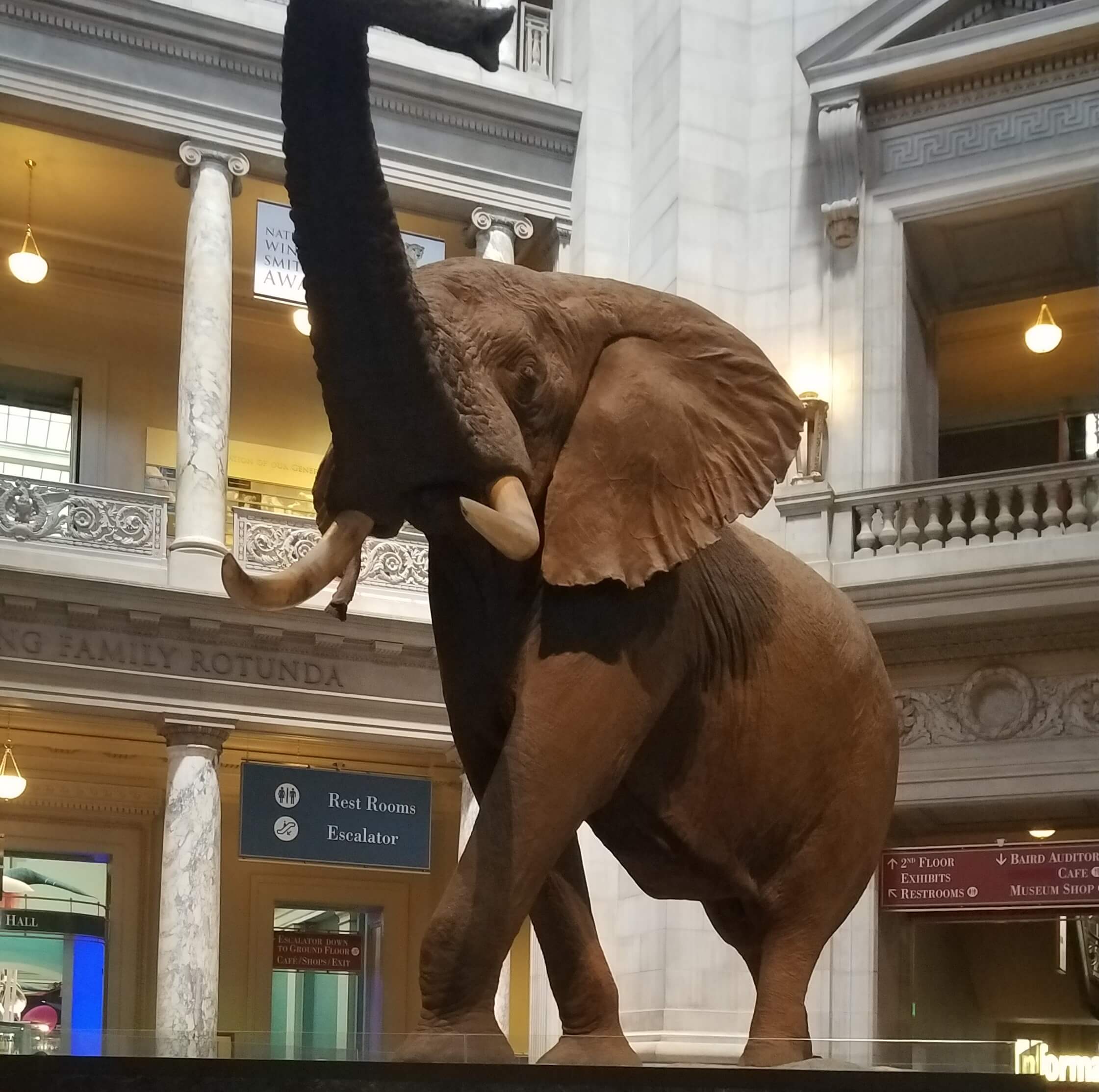 Free things to do in Washington DC-National Museum of Natural History