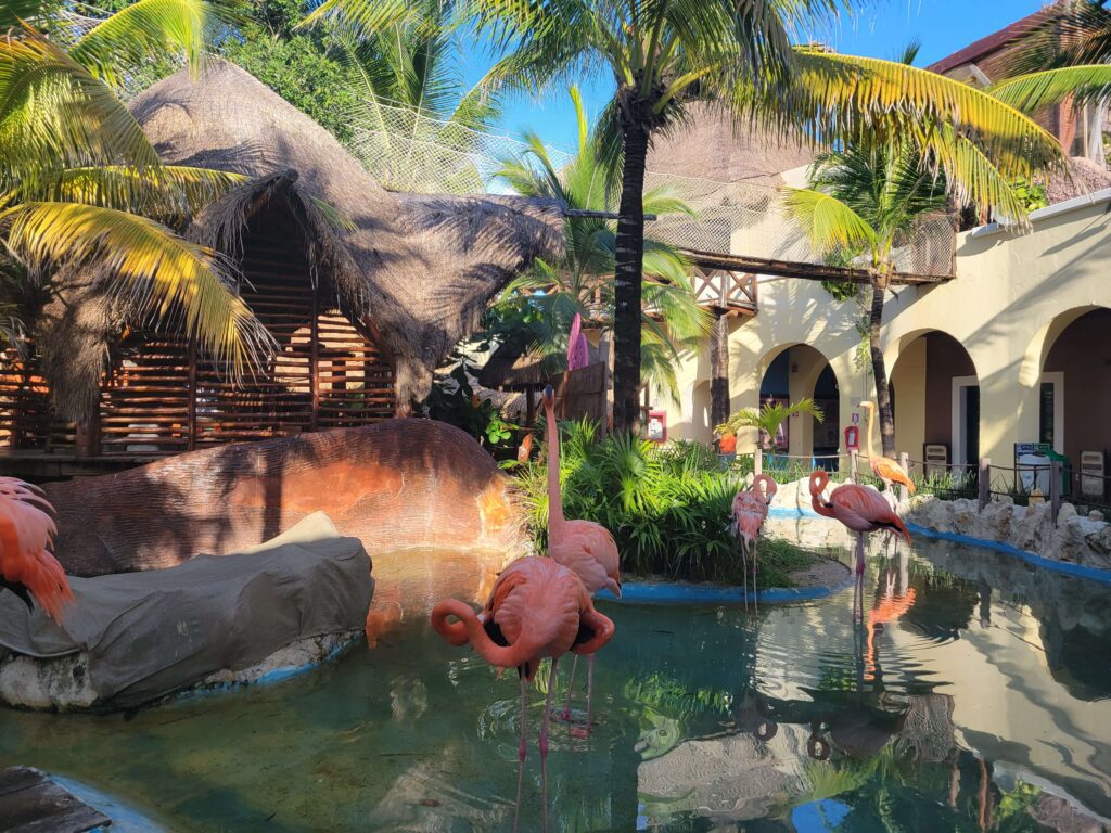 Flamingos at Costa Maya Cruise Port just one of the things to visit while visiting.