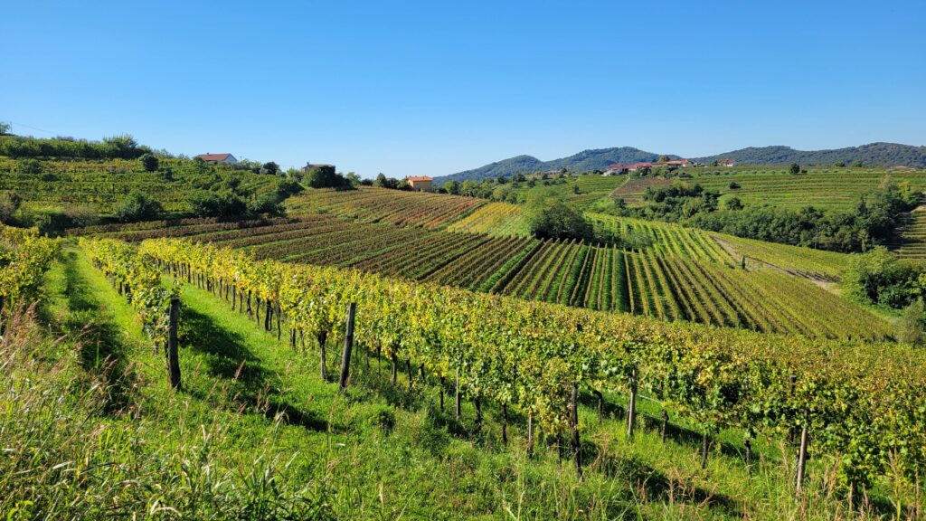 Driving around Goriška Brda for stunning views of vineyards.